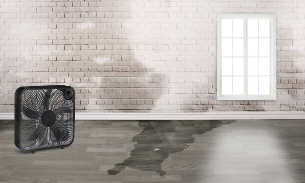 Best Basement water damage restoration  in Pittsfield, IL